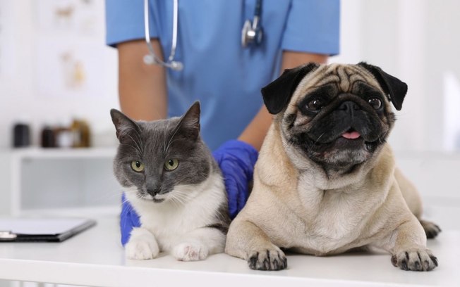 Visita ao veterinário: como acostumar seu pet e tornar as consultas mais tranquilas