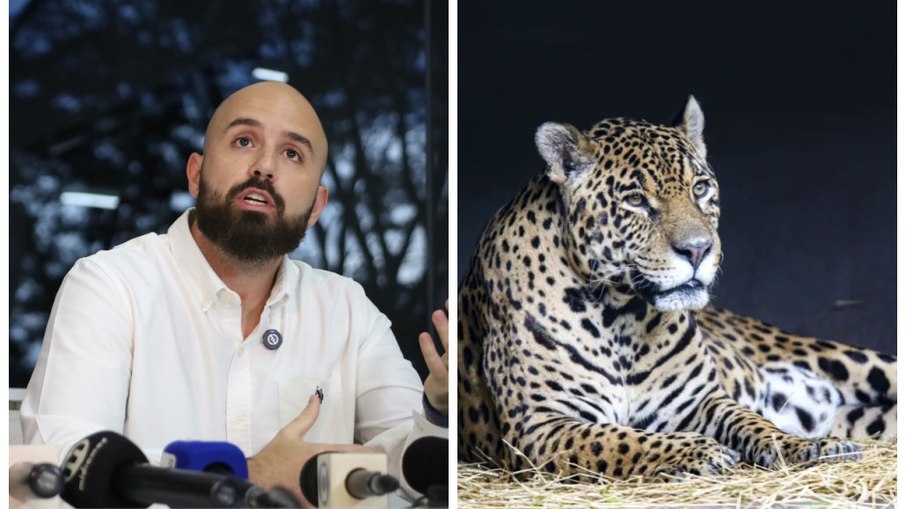 Força-tarefa intensifica buscas após onça-pintada matar caseiro no Pantanal Força-tarefa intensifica buscas após onça-pintada matar caseiro no Pantanal
