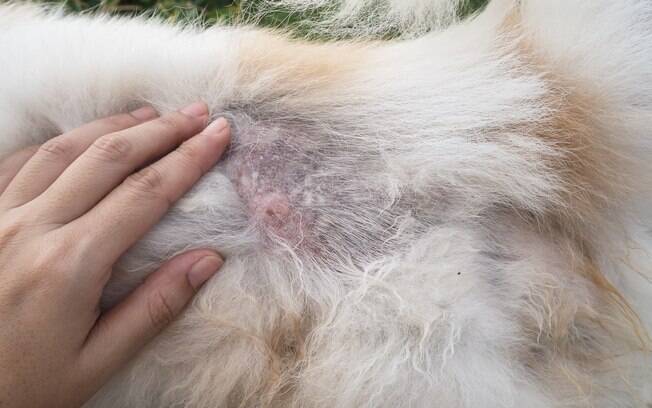 A sarna canina é uma doença de pele que se produz por causa de um ácaro alojado na pele do animal. Existem três tipos, sendo causadas por ácaros diferentes