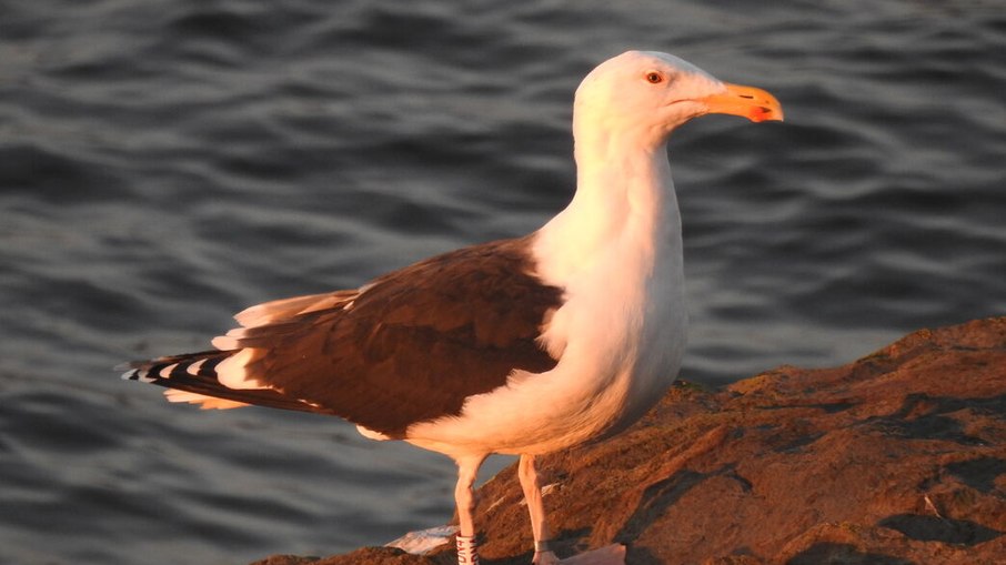 Gaivoda de Dorso preto na Ilha de Looe, na Cornualha