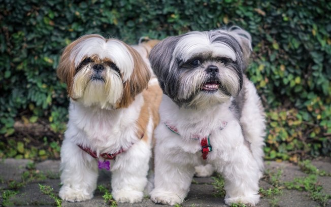 17 ideias de nome para cachorro shih tzu