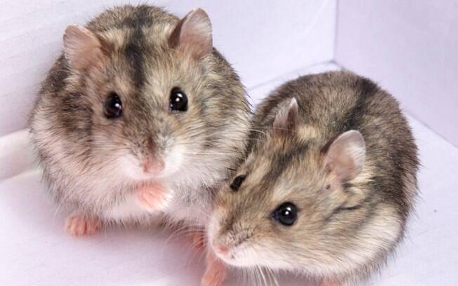 Hamsters são alguns dos pets mais indicados para apartamento