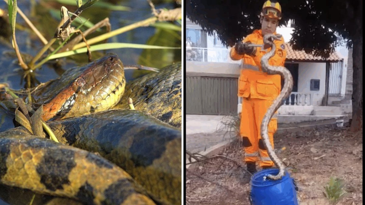 Jiboia de 1,5 Metro Surpreende Moradores em Área de Lazer Jiboia de 1,5 Metro Surpreende Moradores em Área de Lazer