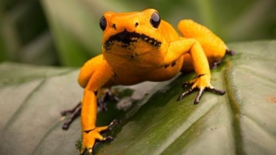 Rã-flecha-dourada Rã-flecha-dourada