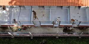 Sede de Campinas é multada em R$447 mil por maus-tratos a animais