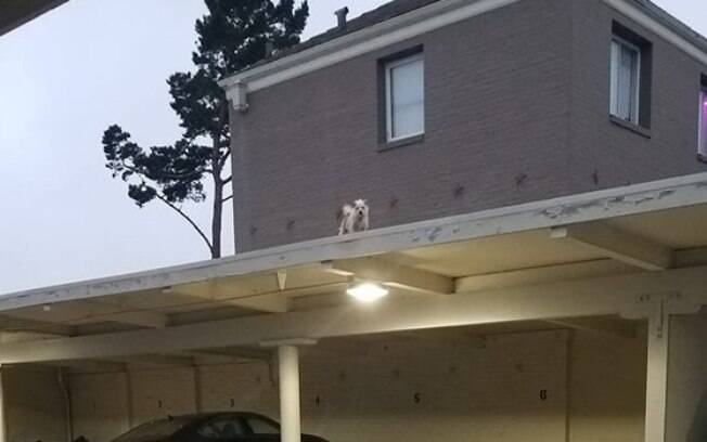 Cachorro no telhado