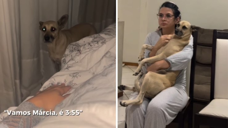 Cachorro caramelo acorda tutora de madrugada para rezar o terço