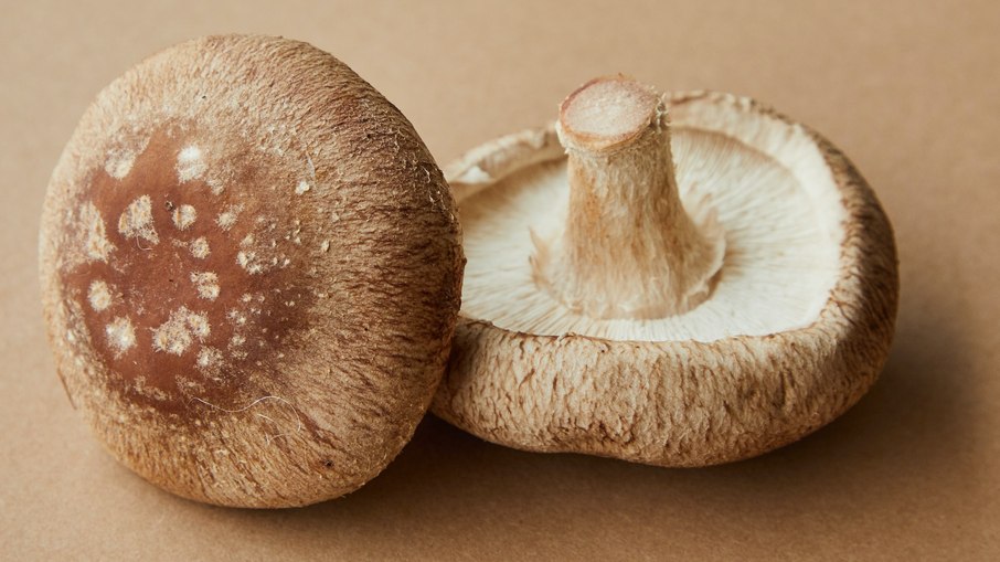 Cogumelo