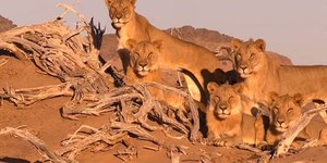 Empresário é morto por leão ao deixar barraca para usar banheiro