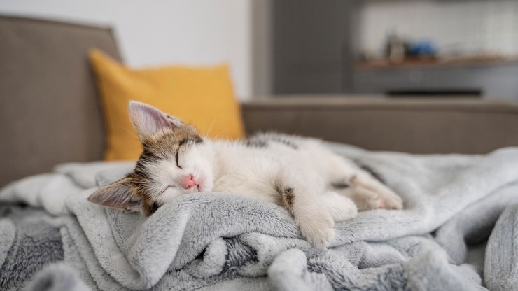 Seu%20gato%20dorme%20o%20dia%20todo%3F%20Entenda%20quando%20isso%20%C3%A9%20normal