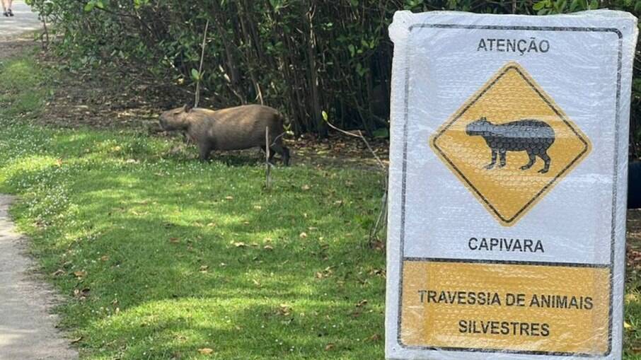 Placas avisam sobre a presença de capivaras na Lagoa Rodrigo de Freitas 