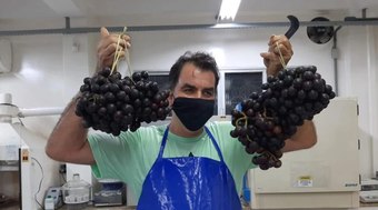 Mapati%3A%20a%20uva%20amaz%C3%B4nica%20que%20pode%20virar%20vinho%20e%20geleia