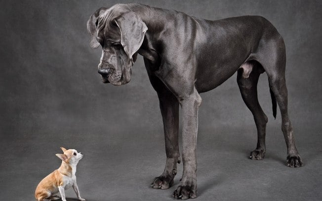 Cachorro grande vive menos? Saiba o que dizem especialistas
