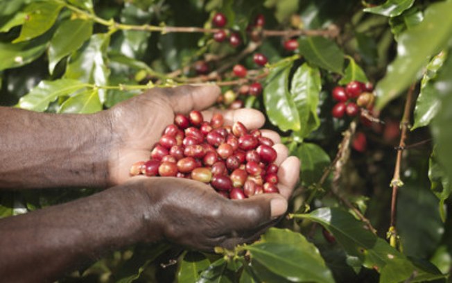 Bayer reúne especialistas em café para discutir desenvolvimento da cultura no país