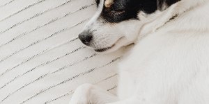 Sonambulismo canino: os pets também tem esse fenômeno do sono?