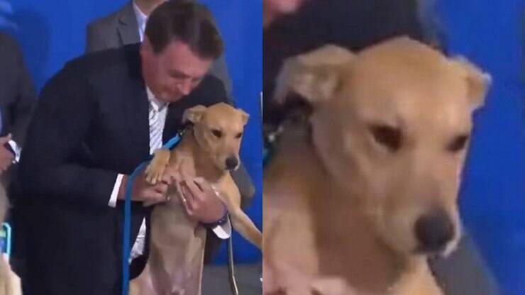 ver vídeos engraçados - Cachorro Levando bronca Da Dona - vídeos