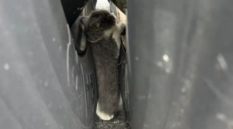 Gatinho é resgatado após ficar preso entre pneus de um caminhão