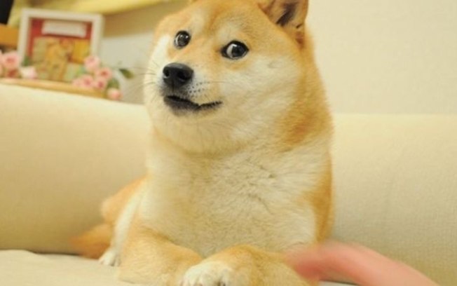 Cachorra do meme Doge morre no Japão aos 18 anos