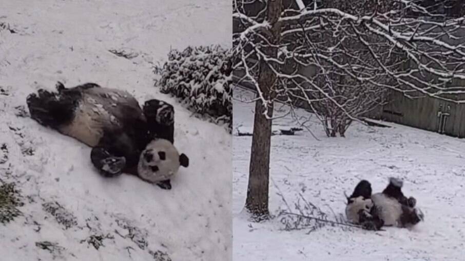 O casal de pandas encantou os internautas, que fizeram o vídeo viralizar na internet
