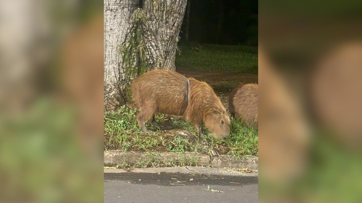 Prefeitura monta "armadilha" para resgatar capivara ferida