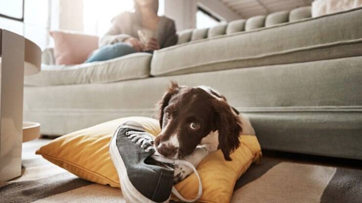 Adestrador ensina como retirar objetos da boca de um cachorro