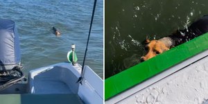 Navegante salva cadela abandonada no meio do mar; assista