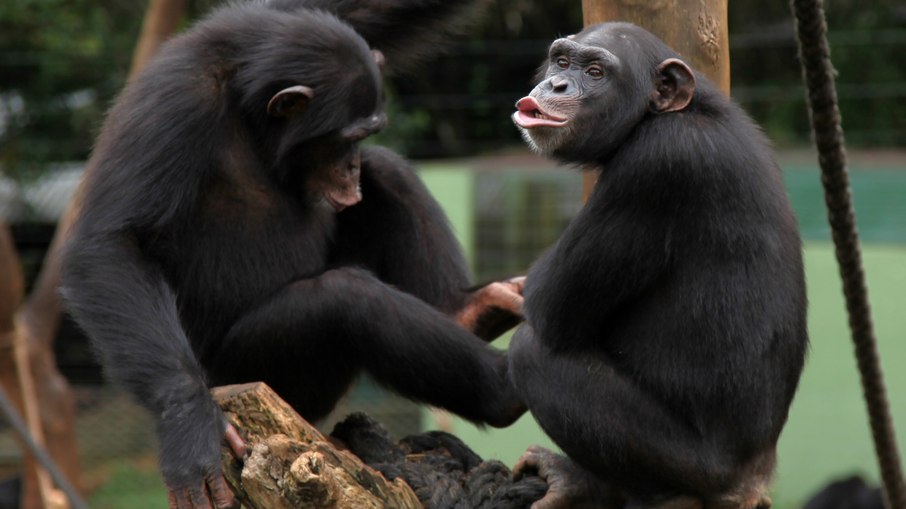 Chimpanzé