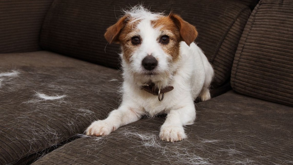 Cão foi adquirido durante o casamento dos tutores