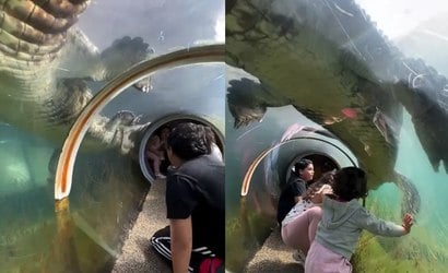 Crocodilo gigante choca ao ir para cima de crianças em zoológico
