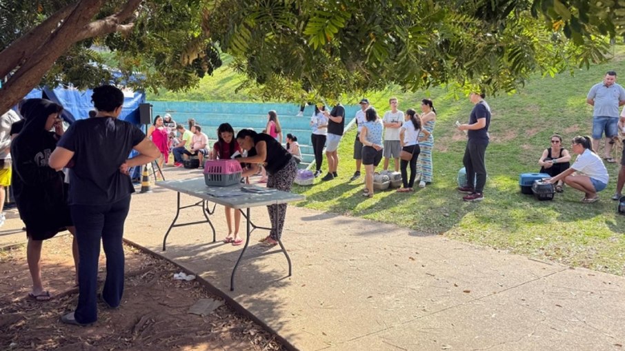 Castração auxilia para reduzir ninhadas indesejadas Castração auxilia para reduzir ninhadas indesejadas