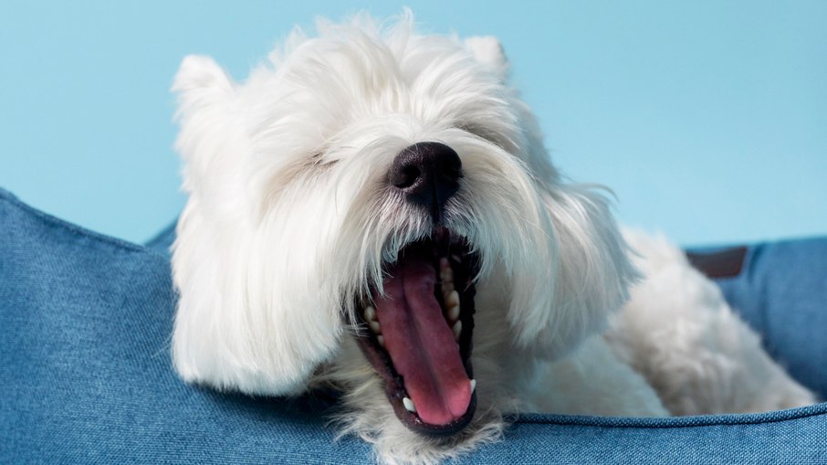 Por que cães giram antes de deitar? Herança dos lobos explica Por que cães giram antes de deitar? Herança dos lobos explica