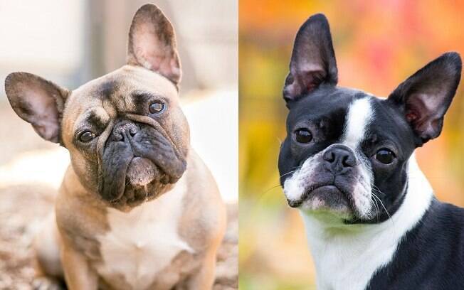 Cachorros das raças Buldogue Francês e Boston Terrier