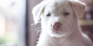 Os cuidados necessários com cães albinos; saiba se o seu é