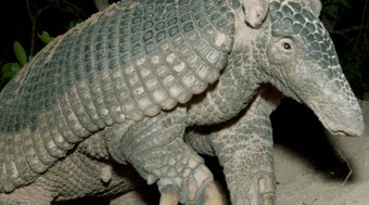 Tatu-canastra%3A%20o%20gigante%20amea%C3%A7ado%20do%20Cerrado%20Brasileiro