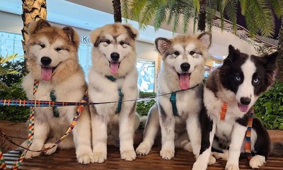 Tutor cria equipe canina para visitar crianças que precisam de apoio