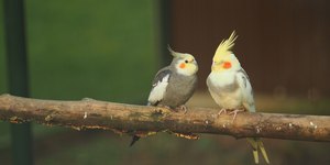 Como identificar e aliviar o estresse em aves de estimação