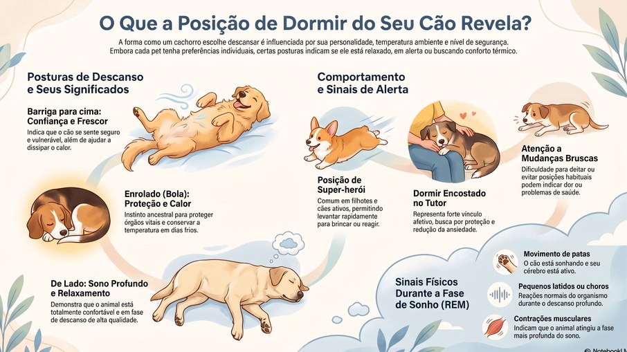 O que a posição em que o cachorro dorme pode revelar