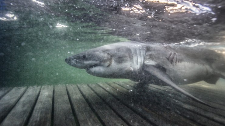 O%20maior%20tubar%C3%A3o-branco%20conhecido%20%C3%A9%20rastreado%20e%20volta%20a%20reaparecer