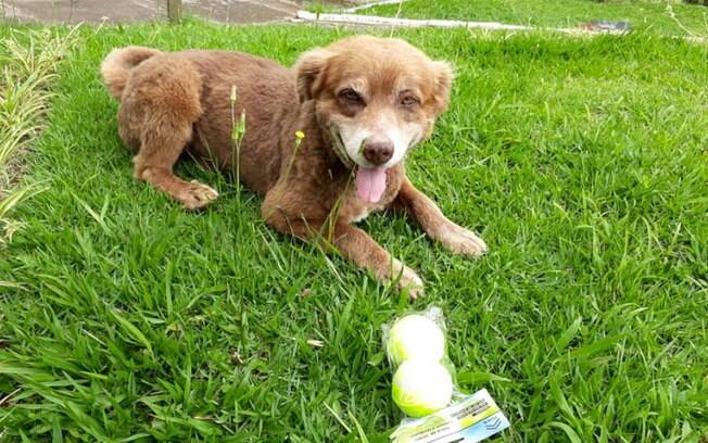 Bobo Coveiro, o cachorro que mora no cemitério, adora brincar de bolinhas 