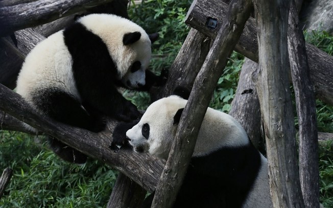 O filhote de panda gigante Bei Bei (à esquerda) brinca com sua mãe Mei Xiang (à direita), no Zoológico Nacional Smithsonian, em Washington, em 2016
