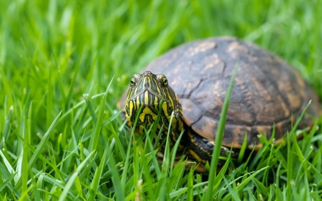 5 espécies de tartarugas e jabutis para conhecer