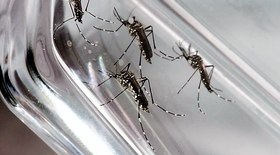 Brasil tem 82% dos casos de dengue no mundo, alerta OMS