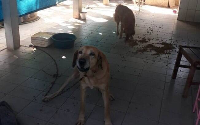 Cães foram abandonados em casa em Santa Rita do Passa Quatro