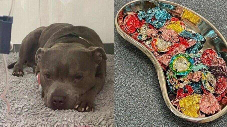 Hugo teve uma convulsão após comer o chocolate, ao lado o alumínio retirado do estômago do cão