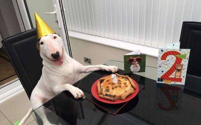 Floyd, o Bull Terrier que virou estrela na internet (festa de 2 anos)