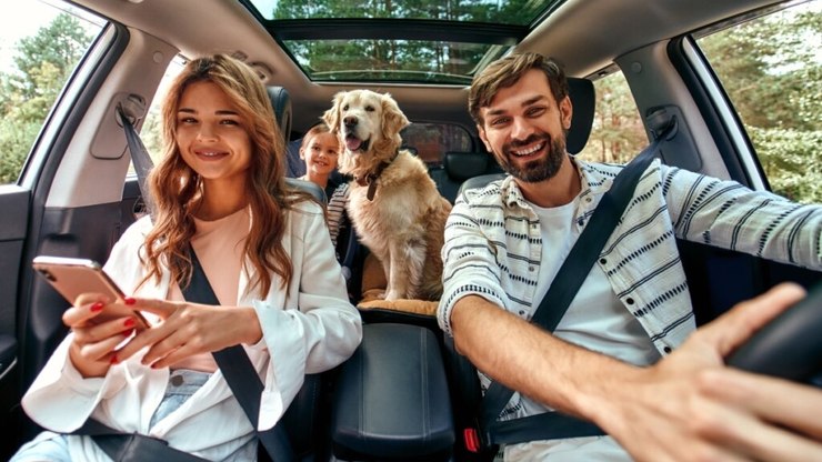 8 dicas para transportar animais no carro com segurança