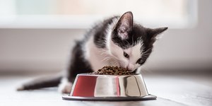 Por que oferecer rações úmidas aos gatos? Especialistas respondem