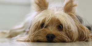 Yorkshire de 7,5 cm em Ontário pode bater recorde mundial