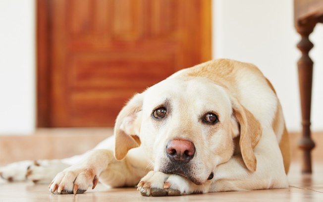 Como desengasgar cachorro: saiba o que fazer para salvar o seu pet