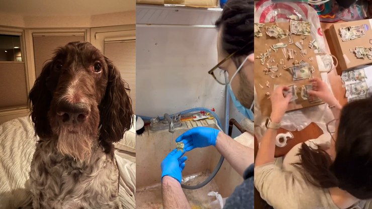 Cachorro come R$ 20 mil e casal recupera valor dias depois nas fezes